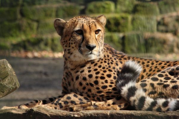 Zoofest für den Artenschutz