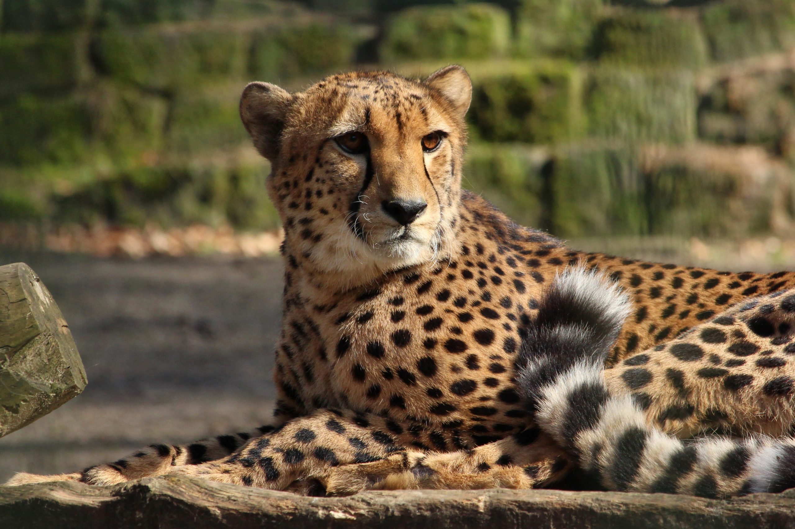 Zoofest für den Artenschutz